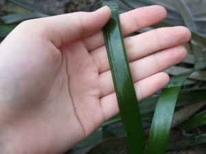 Inrolled leaf margins (Enhalus)