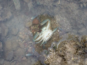 Dying crab missing 2 legs
